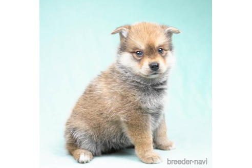 成約済の千葉県のミックス犬-189231の4枚目